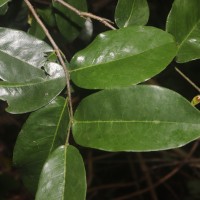 Miliusa zeylanica Gardner ex Hook.f. & Thomson